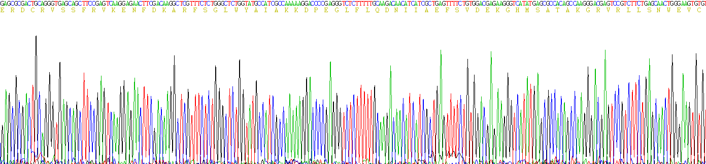 视黄醇结合蛋白4(RBP4)重组蛋白