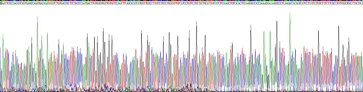 趋化因子C-X-C-基元受体4(CXCR4)重组蛋白