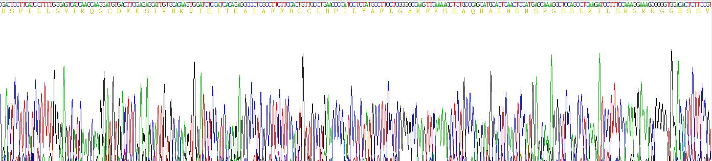 趋化因子C-X-C-基元受体4(CXCR4)重组蛋白
