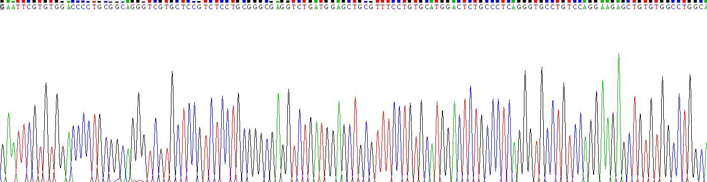 血管性血友病因子裂解蛋白酶(vWFCP)重組蛋白