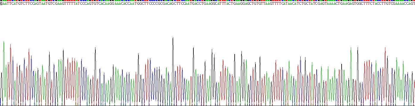 ATP结合盒转运蛋白G2(ABCG2)重组蛋白
