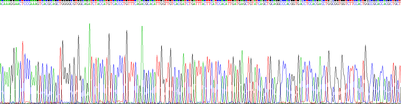 烟碱型胆碱受体α1(CHRNa1)重组蛋白