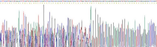 細(xì)胞色素P450家族成員2E1(CYP2E1)重組蛋白