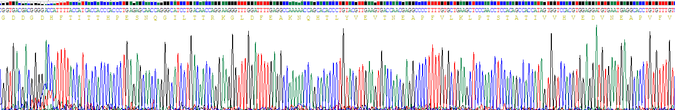 胎盤鈣黏蛋白(P-cadherin)重組蛋白
