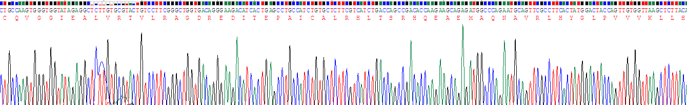 连环蛋白β1(β-catenin)重组蛋白