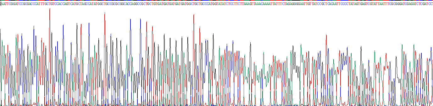 β-乳球蛋白(bLg)重组蛋白