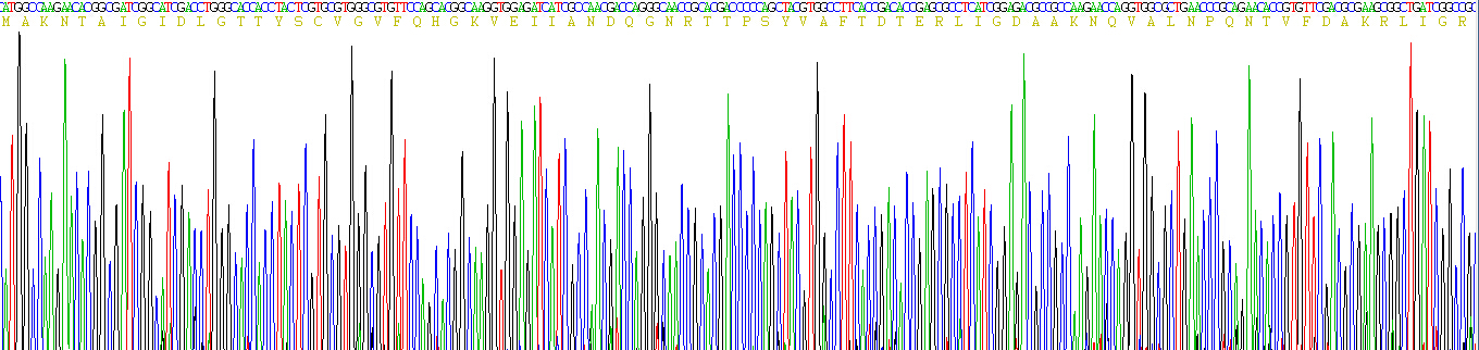 70kDa熱休克蛋白1A(HSPA1A)重組蛋白