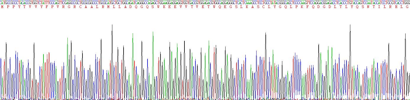 谷胱甘肽S转移酶π1(GSTp)重组蛋白