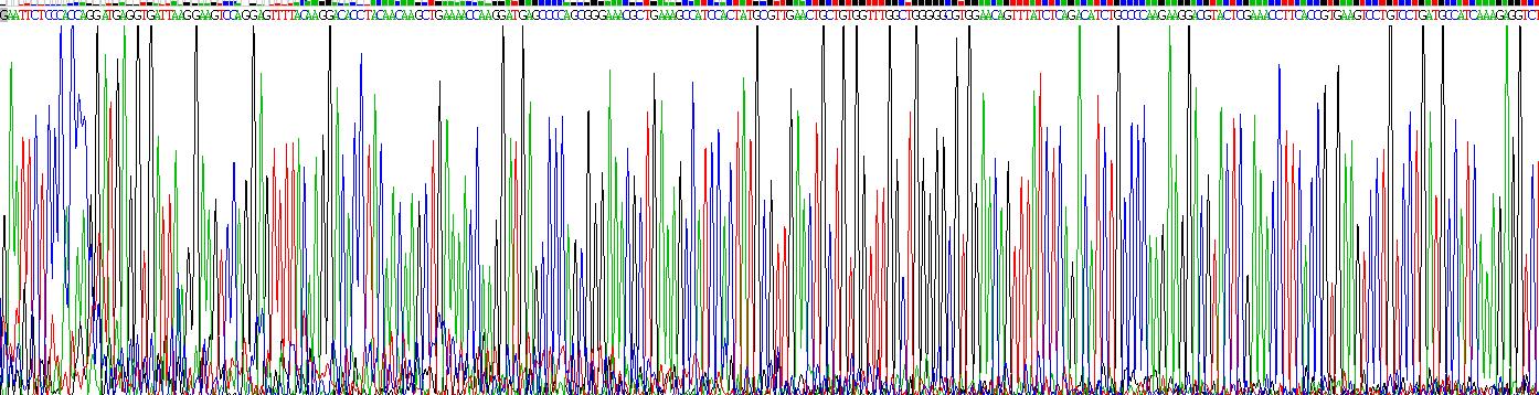 運動因子相關(guān)蛋白1(MRP1)重組蛋白