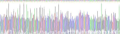 CD8a分子(CD8a)重组蛋白