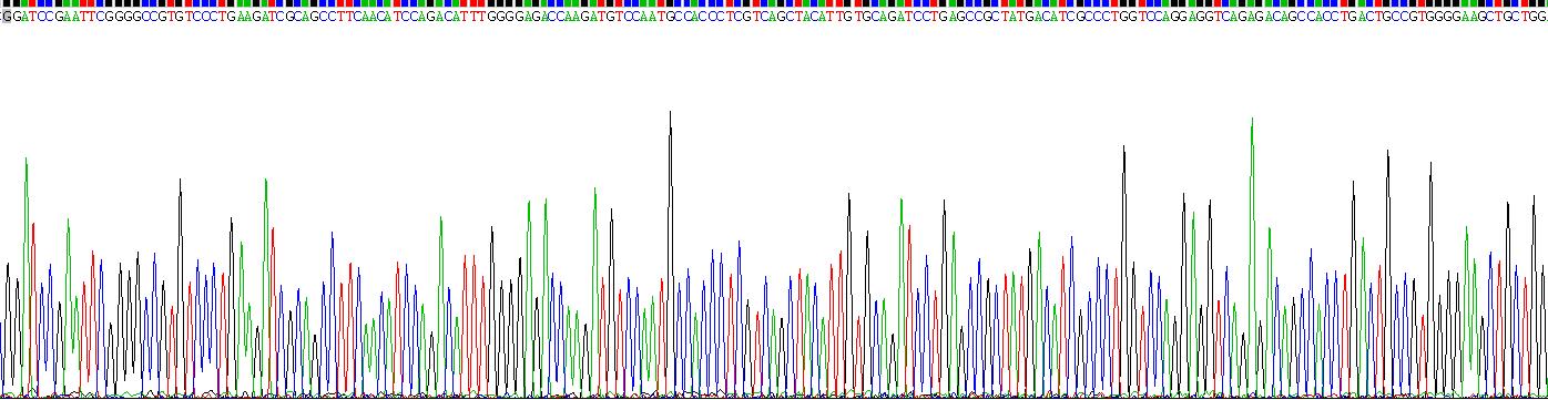 脫氧核糖核酸酶Ⅰ(DNASE1)重組蛋白