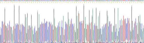 硫酸軟骨素蛋白多糖5(CSPG5)重組蛋白