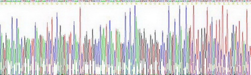 CD24分子(CD24)重组蛋白