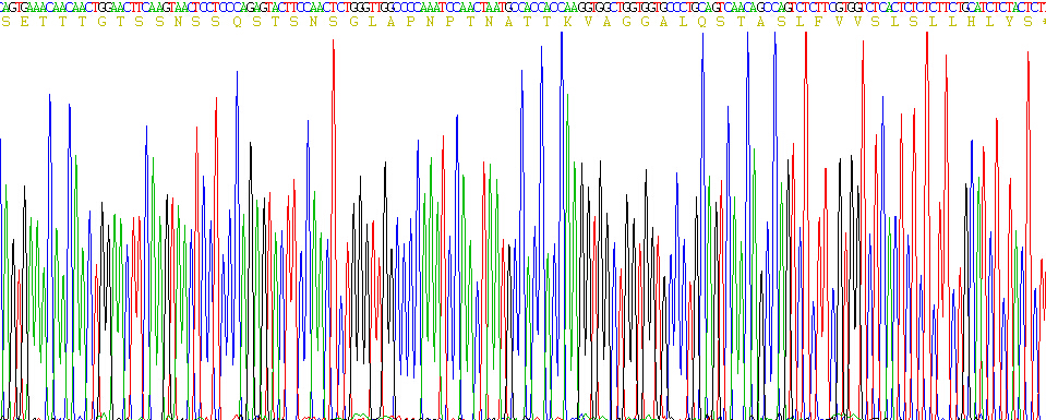 CD24分子(CD24)重组蛋白