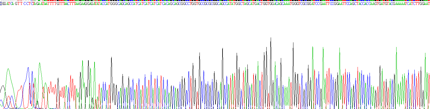 白介素31(IL31)重組蛋白