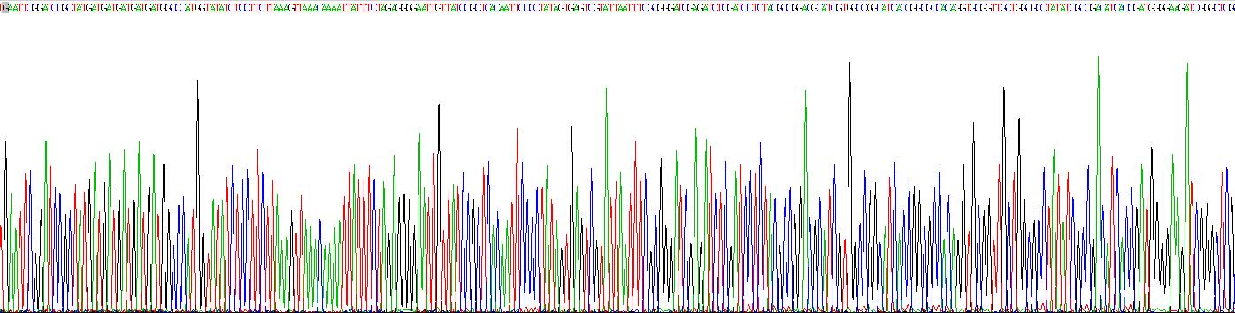 葡萄糖转运蛋白1(GLUT1)重组蛋白