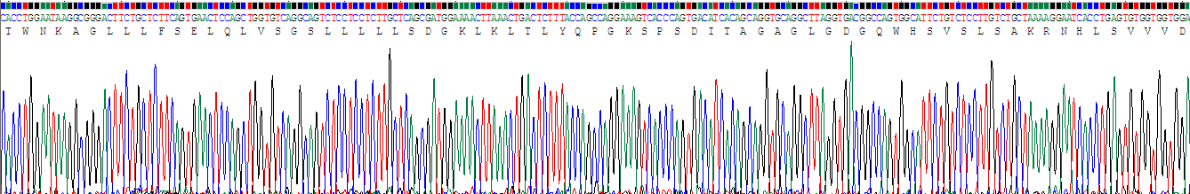接触蛋白关联蛋白样蛋白4(CNTNAP4)重组蛋白