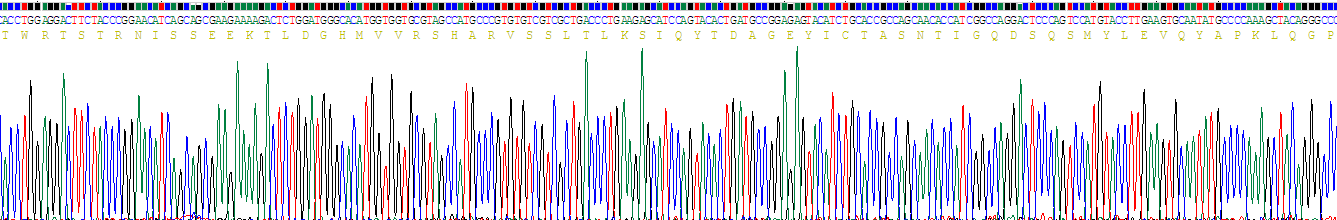 CD56分子(CD56)重组蛋白
