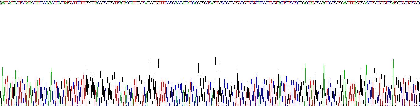 角蛋白19(CK19)重組蛋白