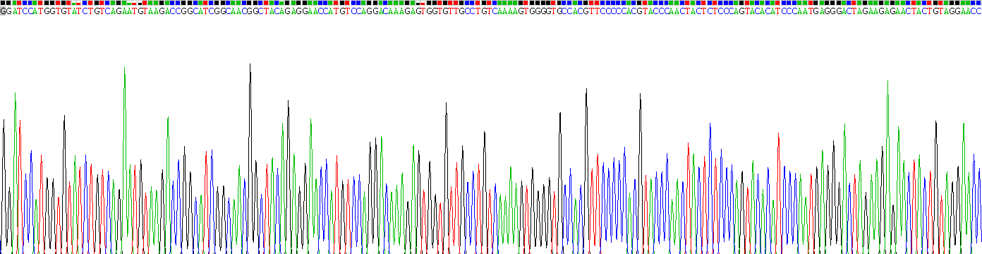 血管抑素(ANG)重组蛋白