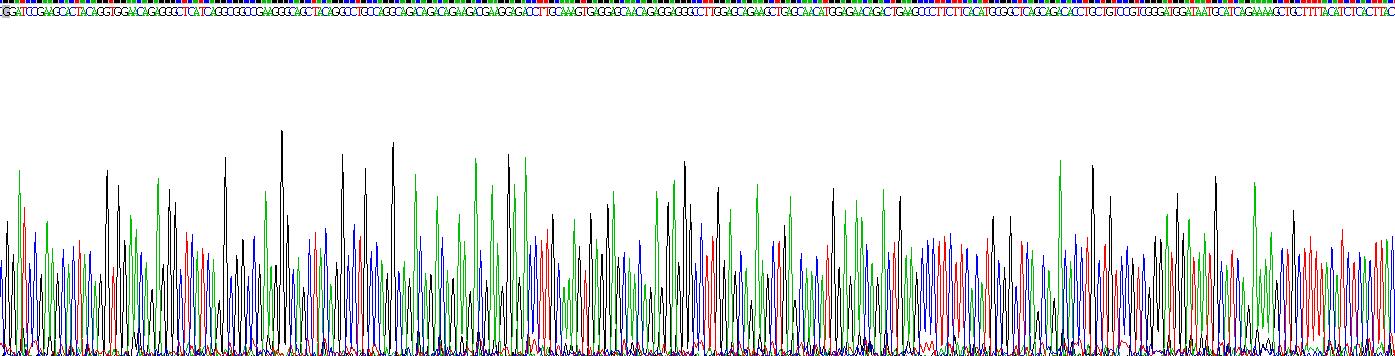 CD72分子(CD72)重组蛋白