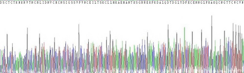 上皮细胞粘附分子(EPCAM)重组蛋白