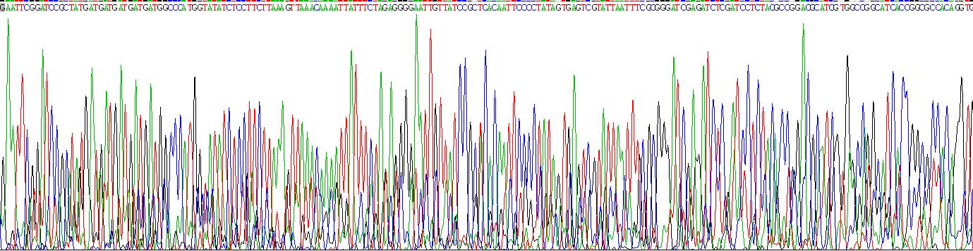 野鼠色基因相關(guān)蛋白(AGRP)重組蛋白