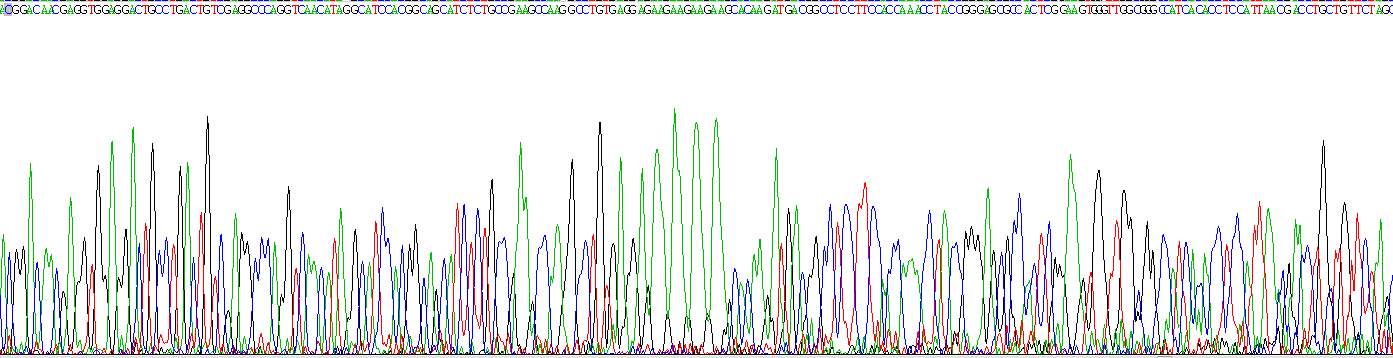 穿孔素1(PRF1)重组蛋白