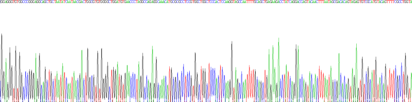穿孔素1(PRF1)重组蛋白