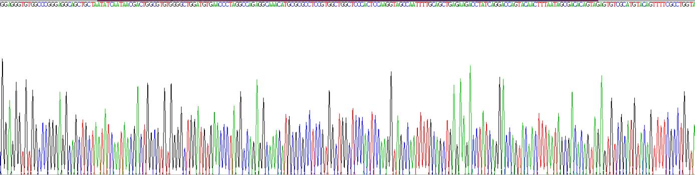 穿孔素1(PRF1)重组蛋白