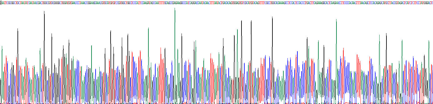 穿孔素1(PRF1)重组蛋白