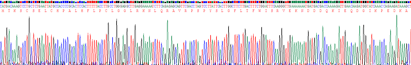 生长关联蛋白43(GAP43)重组蛋白