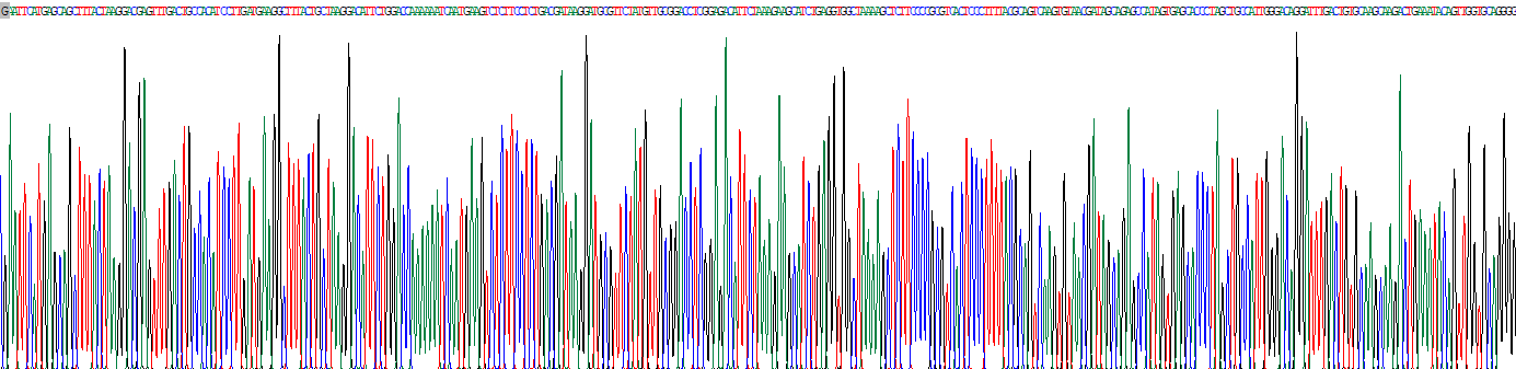 鳥氨酸脫羧酶(ODC)重組蛋白