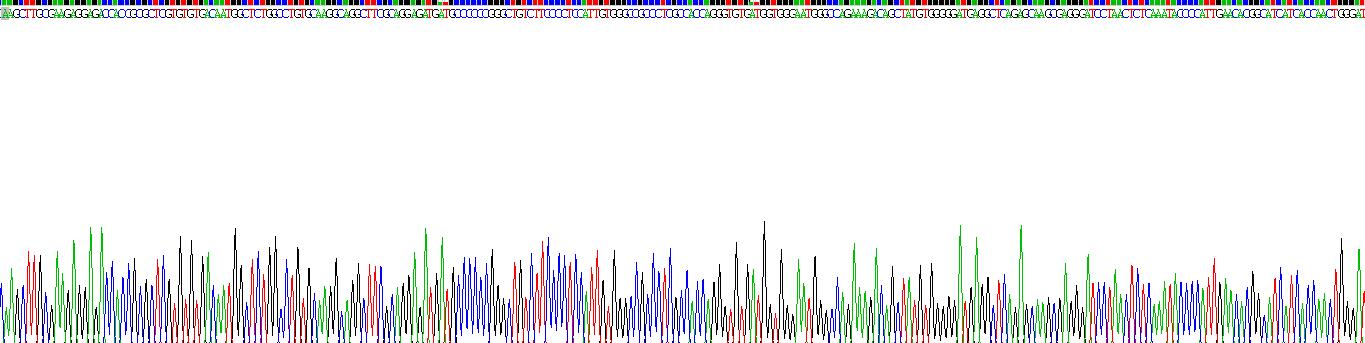 平滑肌肌动蛋白γ2(ACTg2)重组蛋白