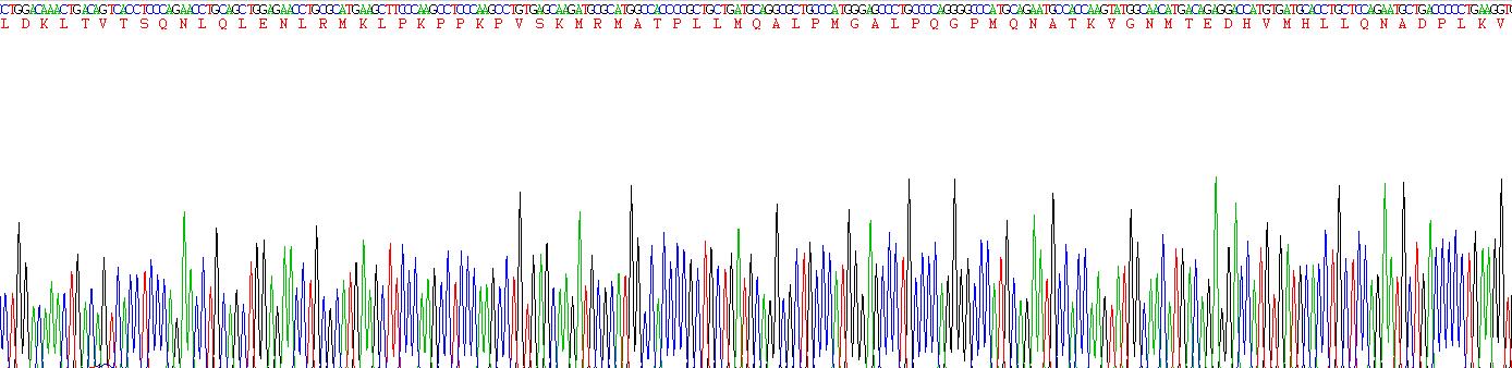 Ⅱ类主要组织相容性复合体不变链(CD74)重组蛋白