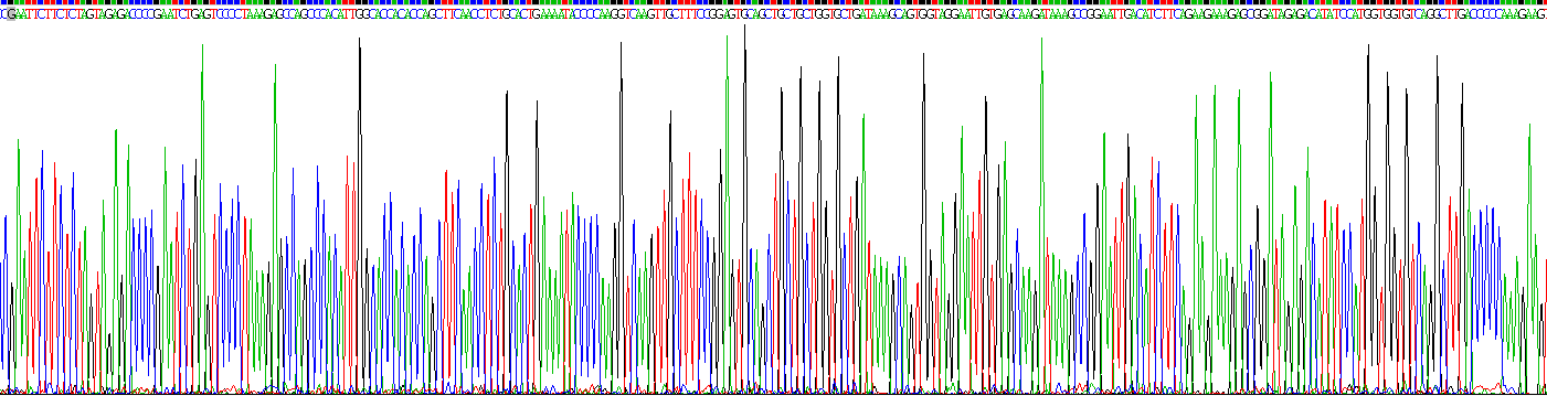 乳腺癌易感蛋白1(BRCA1)重组蛋白