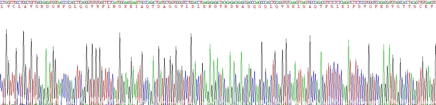 免疫球蛋白超家族成员2(IGSF2)重组蛋白