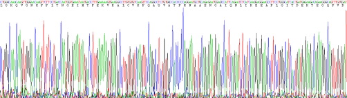 甘露糖结合蛋白(MBL)重组蛋白