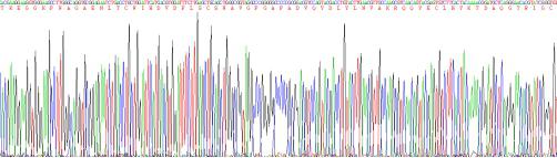 白介素3受体α(IL3Ra)重组蛋白