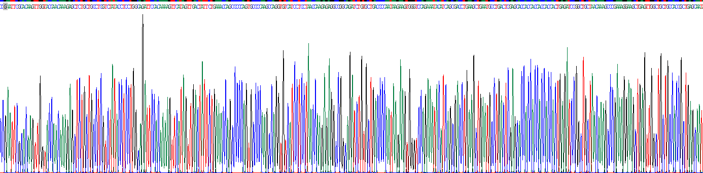 肺部激活调节趋化因子(PARC)重组蛋白