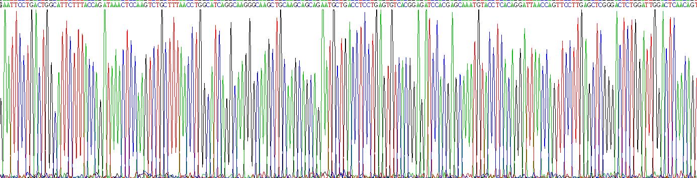 甘露糖受体C1(MRC1)重组蛋白