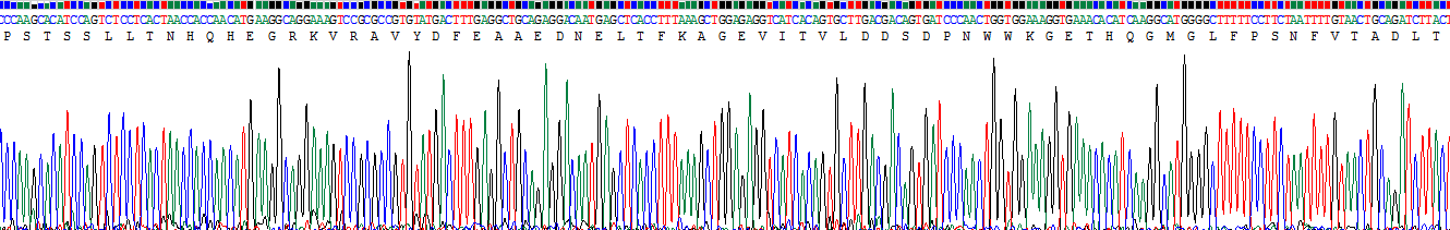 信号转导衔接分子1(STAM1)重组蛋白