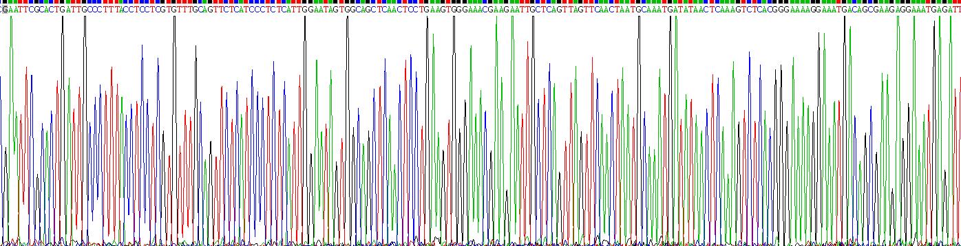 巨噬細胞清道夫受體1(MSR1)重組蛋白