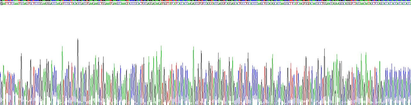 趋化因子配体14(CXCL14)重组蛋白