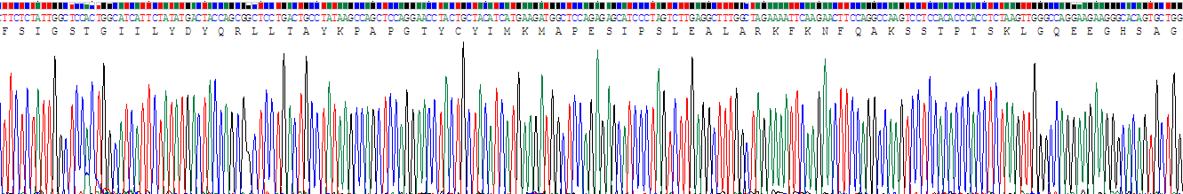表面活性物質(zhì)關(guān)聯(lián)蛋白C(SP-C)重組蛋白