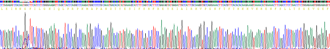 白介素10受体α(IL10Ra)重组蛋白