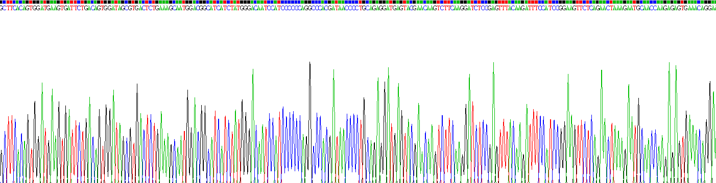 白介素10受体α(IL10Ra)重组蛋白