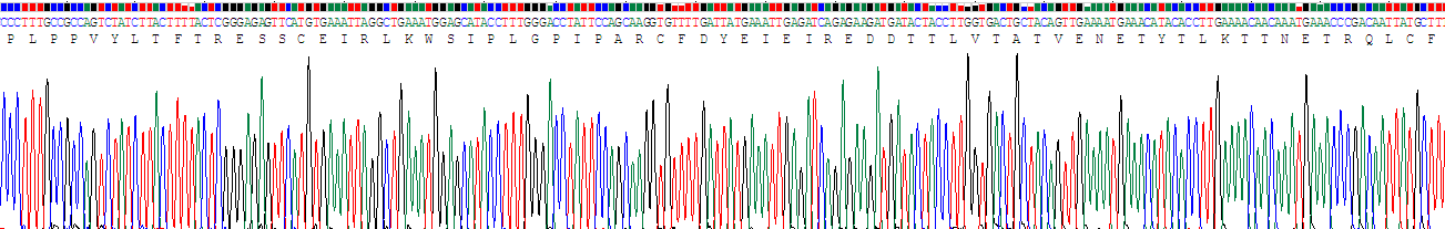 白介素13受体α2(IL13Ra2)重组蛋白