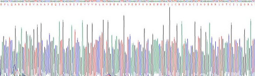 防御素α1(DEFa1)重组蛋白