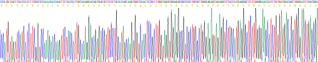 CD163分子(CD163)重组蛋白